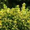 Fast Growing Trees See All Shrubs & Hedges Golden Euonymus Shrub 2 Fast Growing Trees See All Shrubs & Hedges Golden Euonymus Shrub