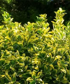 Fast Growing Trees See All Shrubs & Hedges Golden Euonymus Shrub
