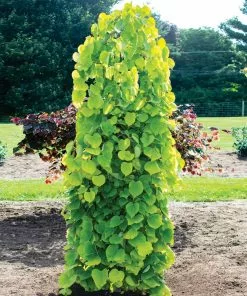 Fast Growing Trees Golden Falls® Redbud Tree