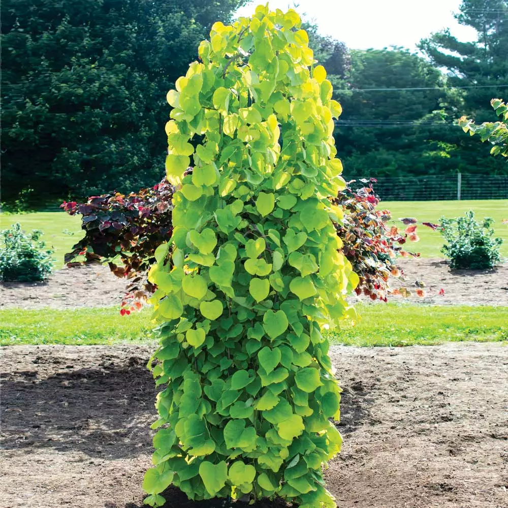 Fast Growing Trees Golden Falls® Redbud Tree 4 Fast Growing Trees Golden Falls® Redbud Tree