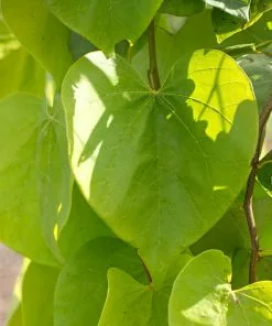 Fast Growing Trees Golden Falls® Redbud Tree 9 Fast Growing Trees Golden Falls® Redbud Tree