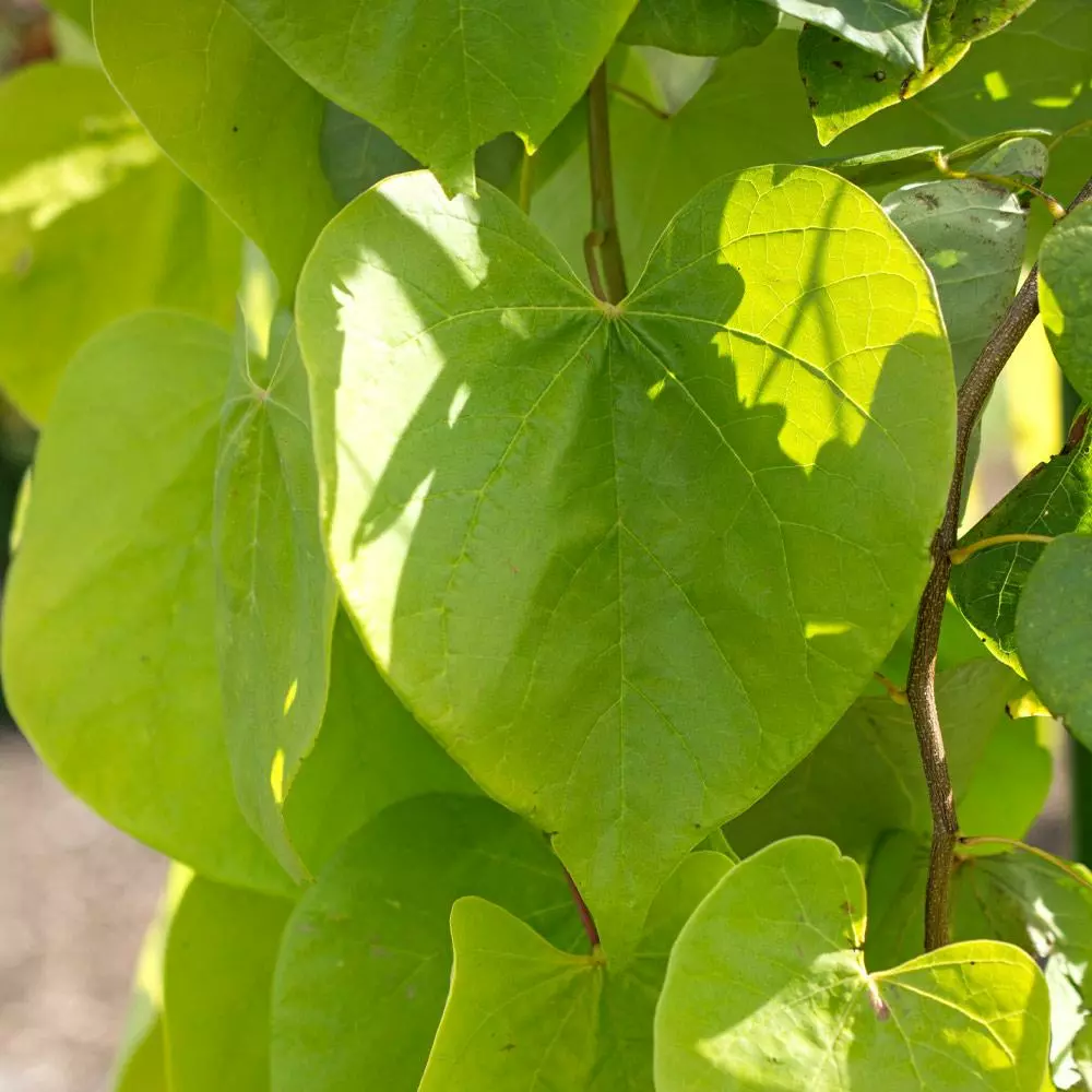 Fast Growing Trees Golden Falls® Redbud Tree 5 Fast Growing Trees Golden Falls® Redbud Tree