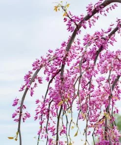 Fast Growing Trees Golden Falls® Redbud Tree 10 Fast Growing Trees Golden Falls® Redbud Tree