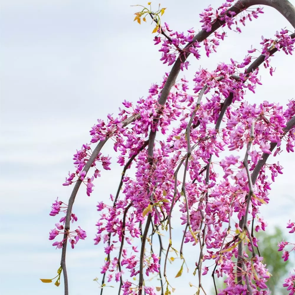 Fast Growing Trees Golden Falls® Redbud Tree 6 Fast Growing Trees Golden Falls® Redbud Tree