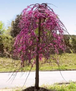 Fast Growing Trees Golden Falls® Redbud Tree 11 Fast Growing Trees Golden Falls® Redbud Tree