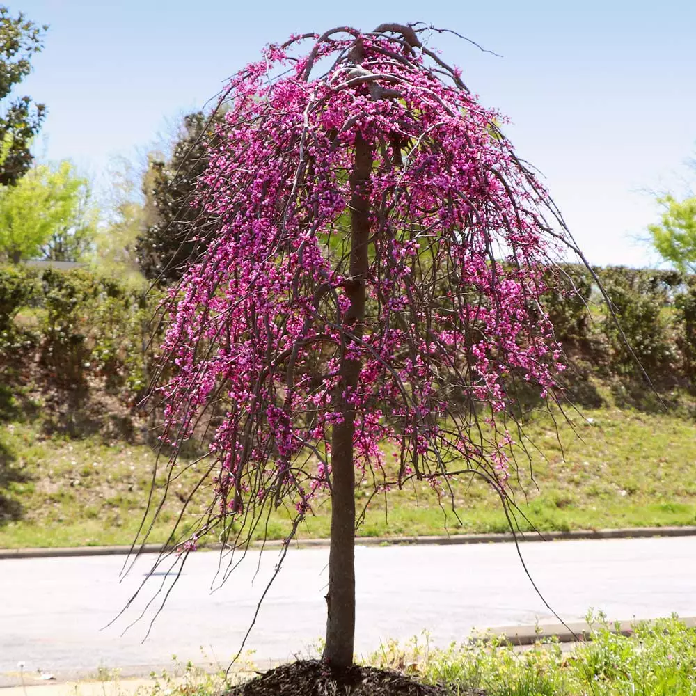 Fast Growing Trees Golden Falls® Redbud Tree 7 Fast Growing Trees Golden Falls® Redbud Tree