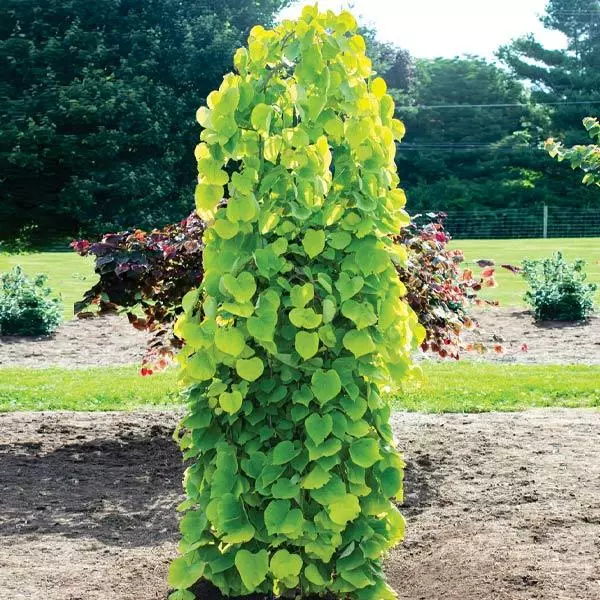 Fast Growing Trees Golden Falls® Redbud Tree 3 Fast Growing Trees Golden Falls® Redbud Tree