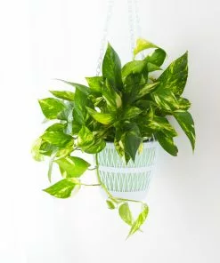 Fast Growing Trees Air Purifying House Plants Golden Pothos 12 Fast Growing Trees Air Purifying House Plants Golden Pothos