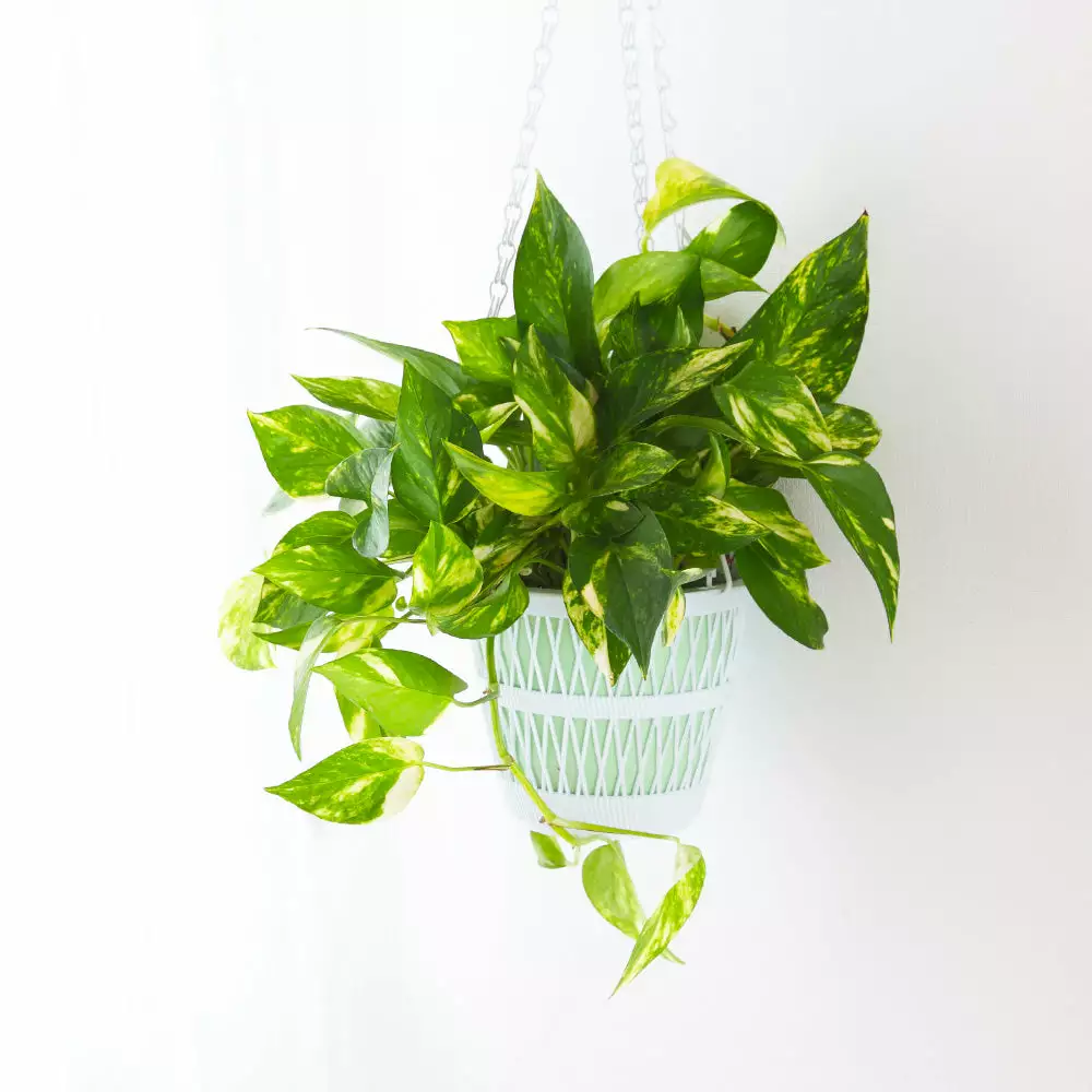 Fast Growing Trees Air Purifying House Plants Golden Pothos 6 Fast Growing Trees Air Purifying House Plants Golden Pothos