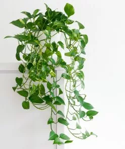 Fast Growing Trees Air Purifying House Plants Golden Pothos