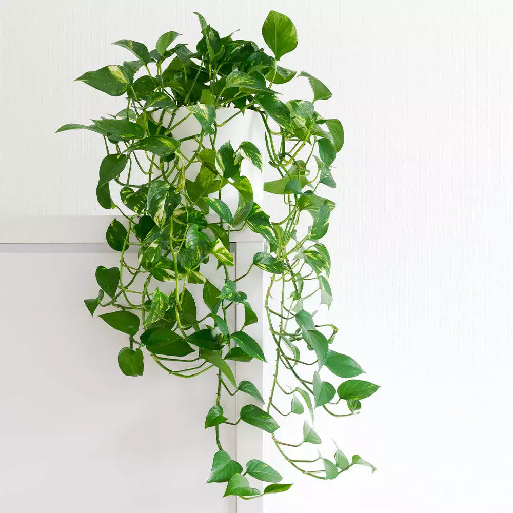 Fast Growing Trees Air Purifying House Plants Golden Pothos 4 Fast Growing Trees Air Purifying House Plants Golden Pothos