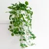 Fast Growing Trees Air Purifying House Plants Golden Pothos 2 Fast Growing Trees Air Purifying House Plants Golden Pothos