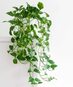 Fast Growing Trees Air Purifying House Plants Golden Pothos