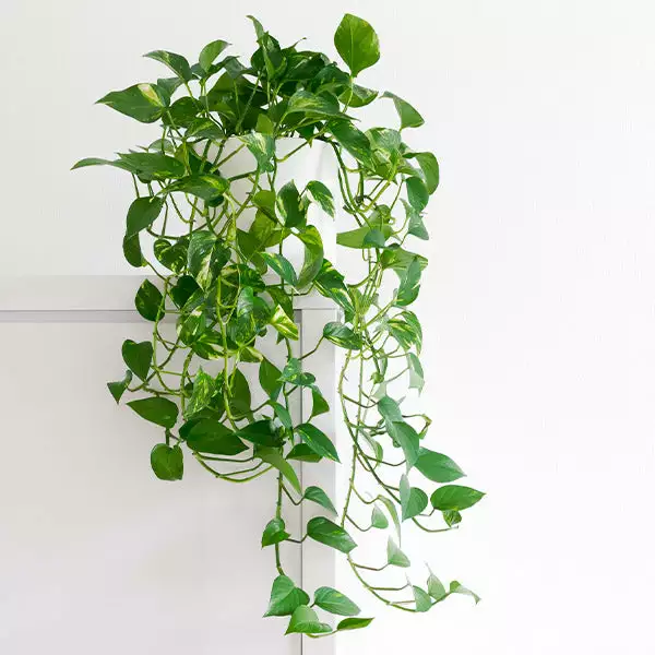 Fast Growing Trees Air Purifying House Plants Golden Pothos 3 Fast Growing Trees Air Purifying House Plants Golden Pothos