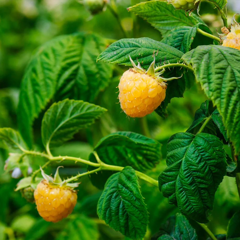 Fast Growing Trees Golden Raspberry Plant - USDA Organic See All Fruit Trees 6 Fast Growing Trees Golden Raspberry Plant - USDA Organic See All Fruit Trees