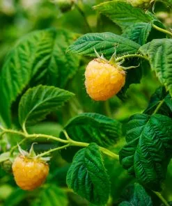 Fast Growing Trees Golden Raspberry Raspberry Bushes 9 Fast Growing Trees Golden Raspberry Raspberry Bushes