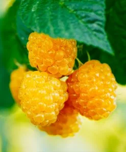 Fast Growing Trees Golden Raspberry Raspberry Bushes