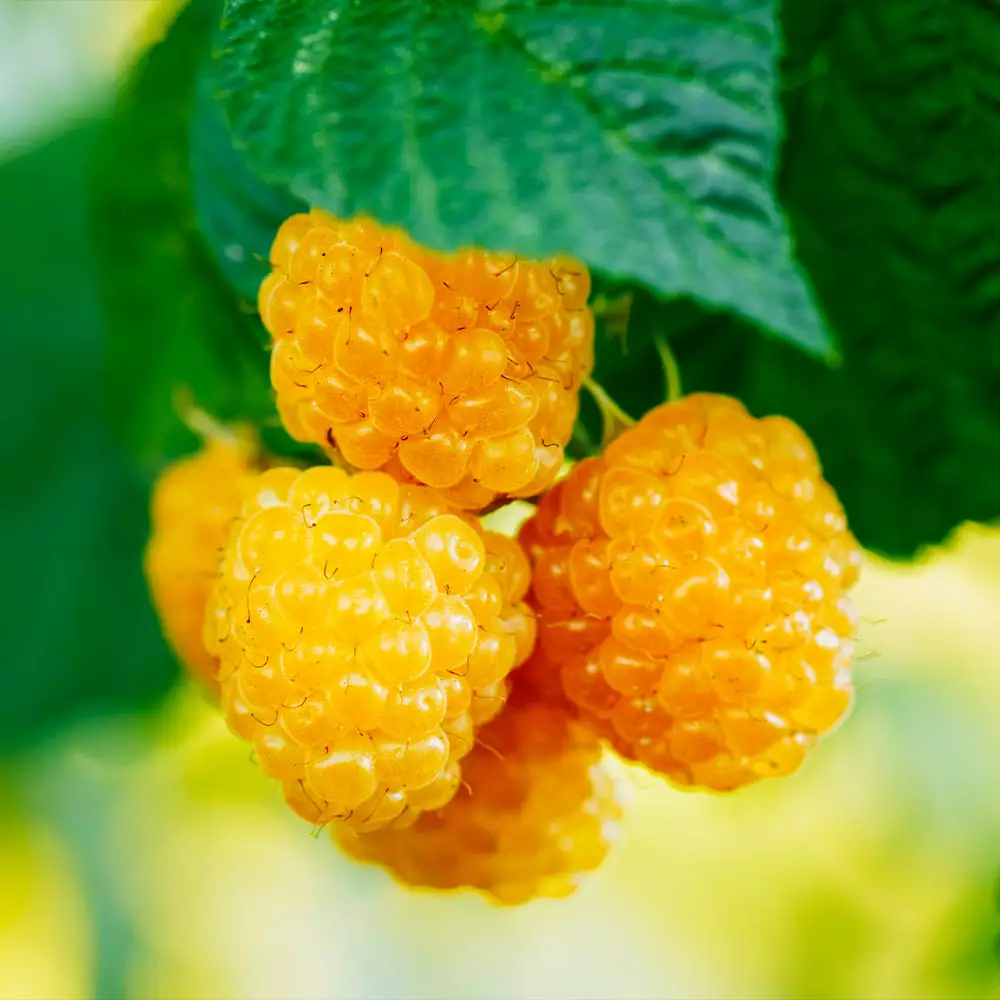 Fast Growing Trees Golden Raspberry Raspberry Bushes 4 Fast Growing Trees Golden Raspberry Raspberry Bushes