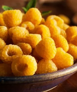 Fast Growing Trees Golden Raspberry Raspberry Bushes 8 Fast Growing Trees Golden Raspberry Raspberry Bushes