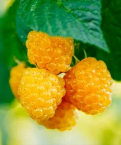 Fast Growing Trees Golden Raspberry Plant - USDA Organic See All Fruit Trees