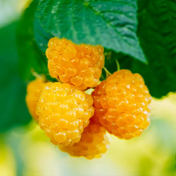 Fast Growing Trees Golden Raspberry Raspberry Bushes 3 Fast Growing Trees Golden Raspberry Raspberry Bushes
