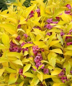 Fast Growing Trees Golden Jackpot® Weigela Shrub