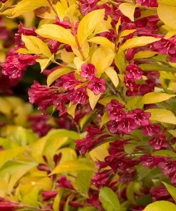 Fast Growing Trees Golden Jackpot® Weigela Shrub 8 Fast Growing Trees Golden Jackpot® Weigela Shrub