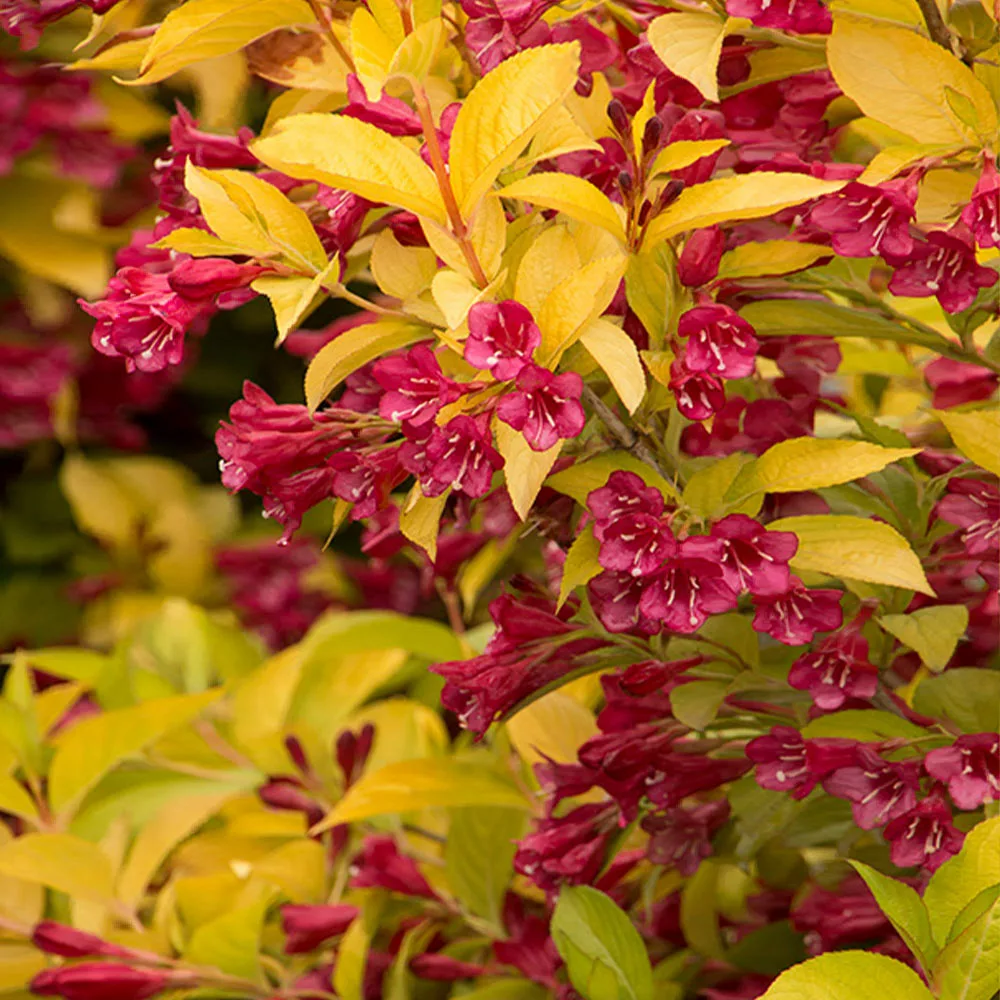 Fast Growing Trees Golden Jackpot® Weigela Shrub 5 Fast Growing Trees Golden Jackpot® Weigela Shrub
