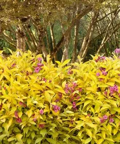 Fast Growing Trees Golden Jackpot® Weigela Shrub 9 Fast Growing Trees Golden Jackpot® Weigela Shrub