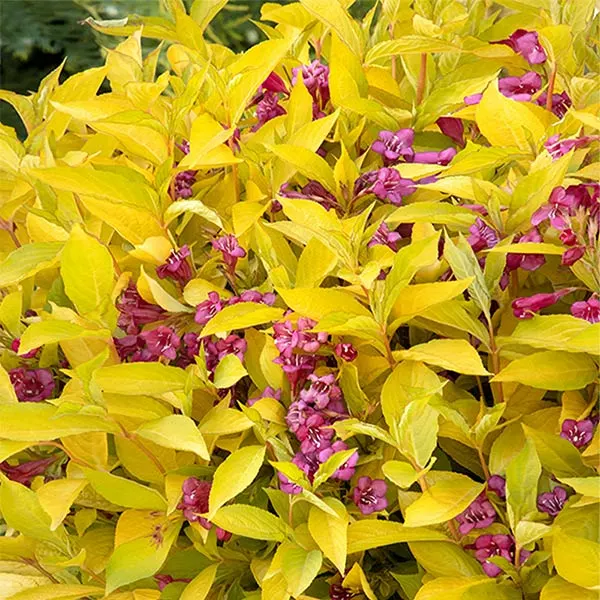 Fast Growing Trees Golden Jackpot® Weigela Shrub 3 Fast Growing Trees Golden Jackpot® Weigela Shrub