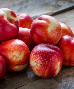 Fast Growing Trees Goldmine Nectarine Tree See All Fruit Trees 8 Fast Growing Trees Goldmine Nectarine Tree See All Fruit Trees