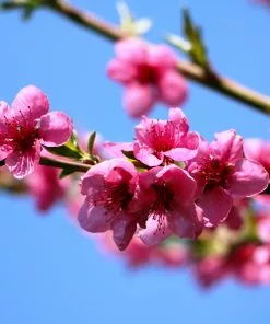 Fast Growing Trees Goldmine Nectarine Tree See All Fruit Trees 9 Fast Growing Trees Goldmine Nectarine Tree See All Fruit Trees