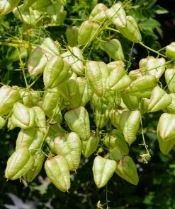 Fast Growing Trees Golden Raintree Yellow Flowers 14 Fast Growing Trees Golden Raintree Yellow Flowers