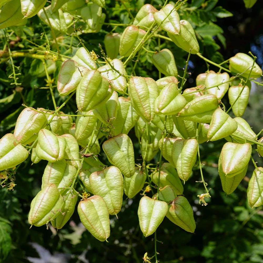 Fast Growing Trees Golden Raintree Yellow Flowers 8 Fast Growing Trees Golden Raintree Yellow Flowers