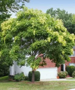 Fast Growing Trees Golden Raintree Yellow Flowers 13 Fast Growing Trees Golden Raintree Yellow Flowers
