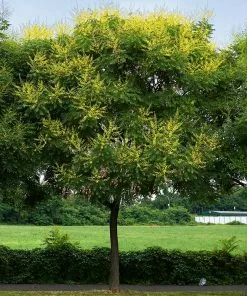 Fast Growing Trees Golden Raintree Yellow Flowers 12 Fast Growing Trees Golden Raintree Yellow Flowers