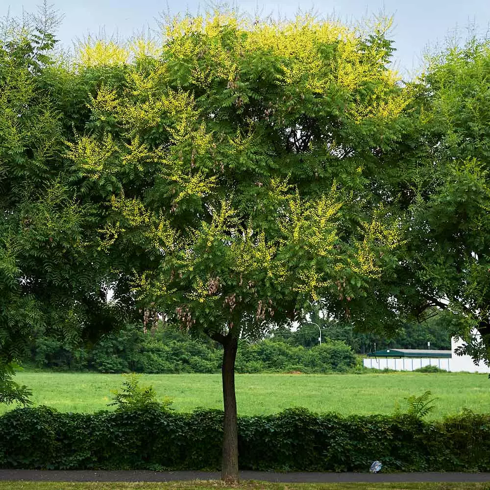 Fast Growing Trees Golden Raintree Yellow Flowers 6 Fast Growing Trees Golden Raintree Yellow Flowers