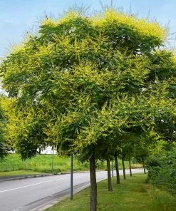Fast Growing Trees Golden Raintree Yellow Flowers 11 Fast Growing Trees Golden Raintree Yellow Flowers
