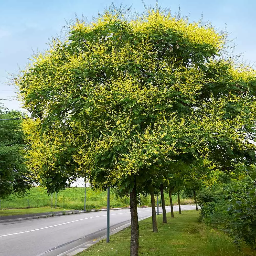Fast Growing Trees Golden Raintree Yellow Flowers 5 Fast Growing Trees Golden Raintree Yellow Flowers