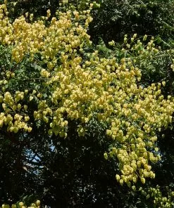 Fast Growing Trees Golden Raintree Yellow Flowers 15 Fast Growing Trees Golden Raintree Yellow Flowers