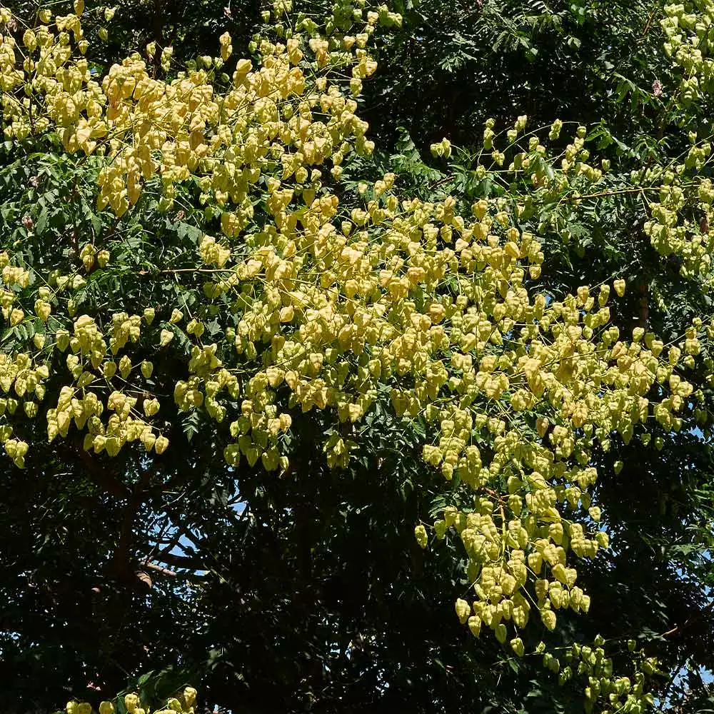 Fast Growing Trees Golden Raintree Yellow Flowers 9 Fast Growing Trees Golden Raintree Yellow Flowers