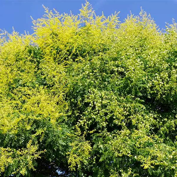 Fast Growing Trees Golden Raintree Yellow Flowers 3 Fast Growing Trees Golden Raintree Yellow Flowers