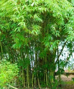 Fast Growing Trees Graceful Bamboo 9 Fast Growing Trees Graceful Bamboo