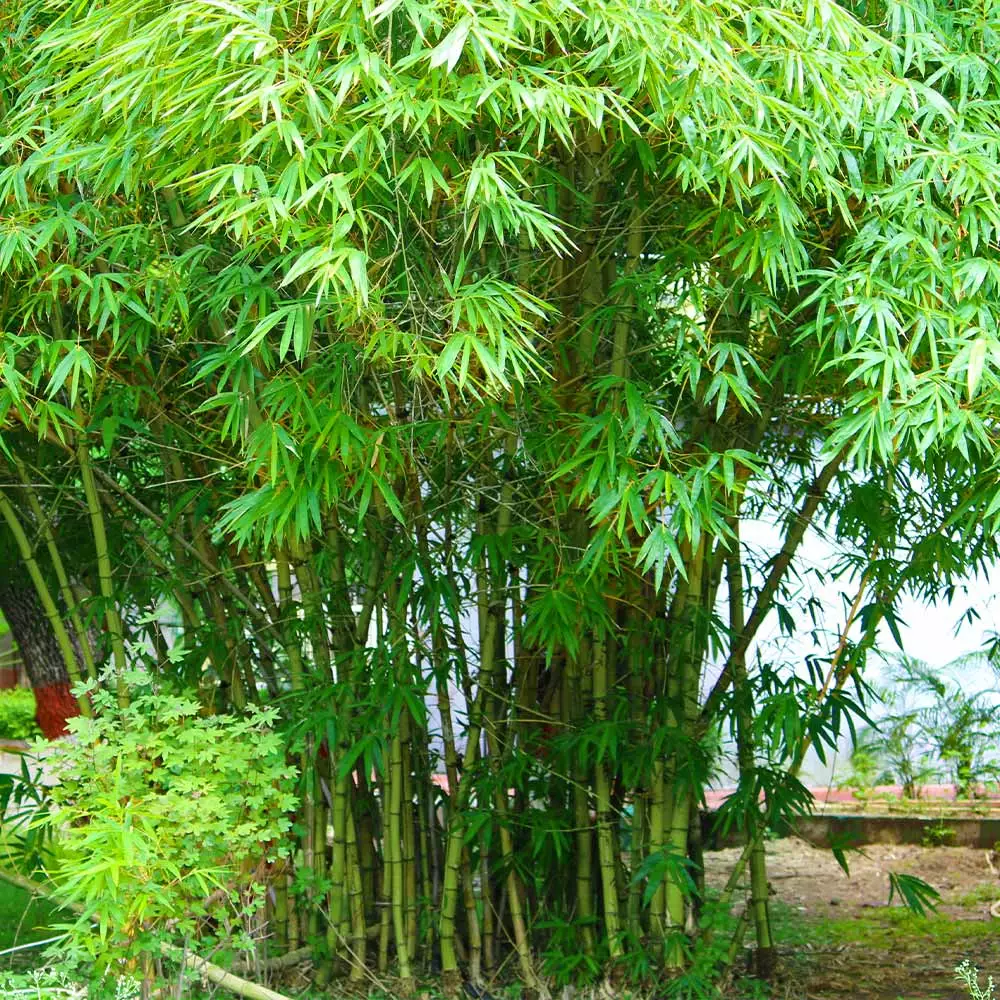 Fast Growing Trees Graceful Bamboo 6 Fast Growing Trees Graceful Bamboo
