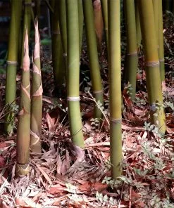 Fast Growing Trees Graceful Bamboo 8 Fast Growing Trees Graceful Bamboo