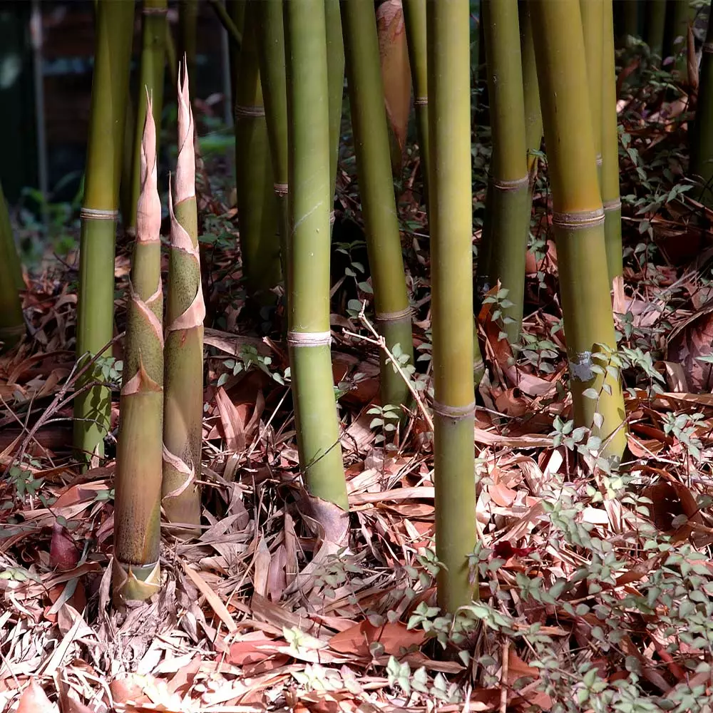 Fast Growing Trees Graceful Bamboo 5 Fast Growing Trees Graceful Bamboo
