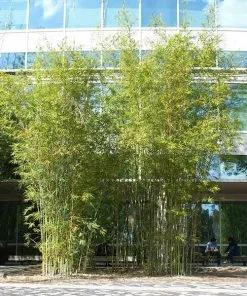 Fast Growing Trees Graceful Bamboo