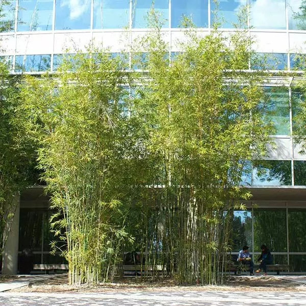 Fast Growing Trees Graceful Bamboo 3 Fast Growing Trees Graceful Bamboo