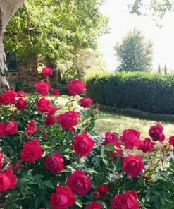 Fast Growing Trees Grand Champion™ Rose Roses