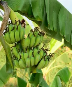 Fast Growing Trees Grand Nain 'Naine' Banana Tree Banana Trees 9 Fast Growing Trees Grand Nain 'Naine' Banana Tree Banana Trees